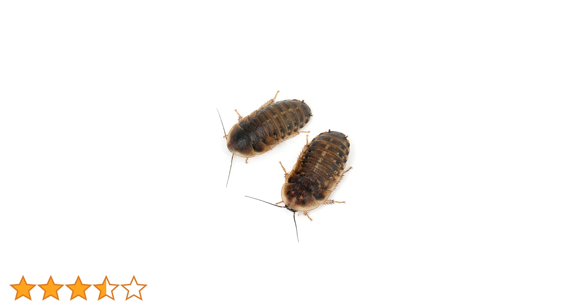 Amazon | （生餌）デュビア（アルゼンチンモリゴキブリ） M
